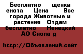Бесплатно !!! щенки енота!! › Цена ­ 1 - Все города Животные и растения » Отдам бесплатно   . Ненецкий АО,Снопа д.